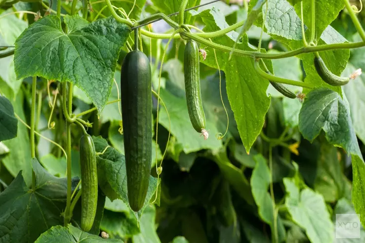 Minder tomaten en komkommers uit de kas door hoge energieprijzen