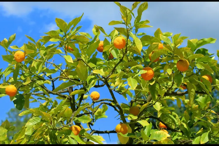 Gratis fruitbomen voor Tielenaren met een tuin