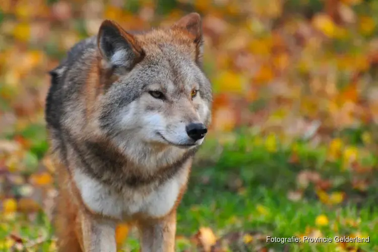 Gelderland zet paintballvergunning niet-schuwe wolf door